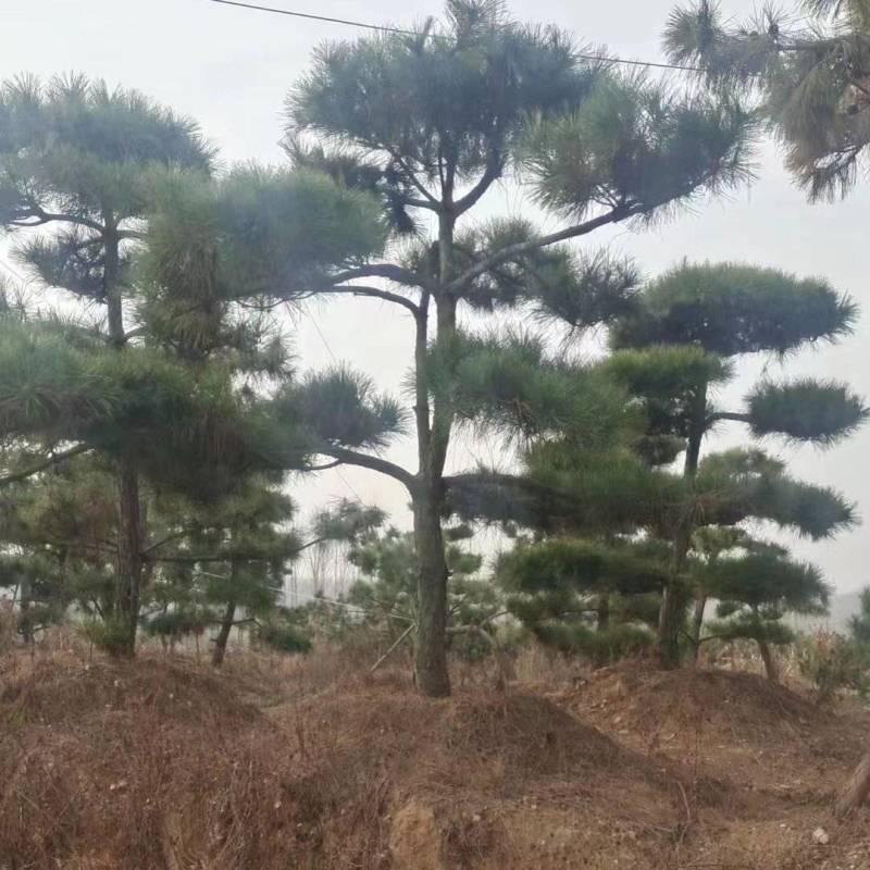造型松山东苗圃直发规格种类齐全保质保量