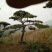 造型松山东苗圃直发规格种类齐全保质保量