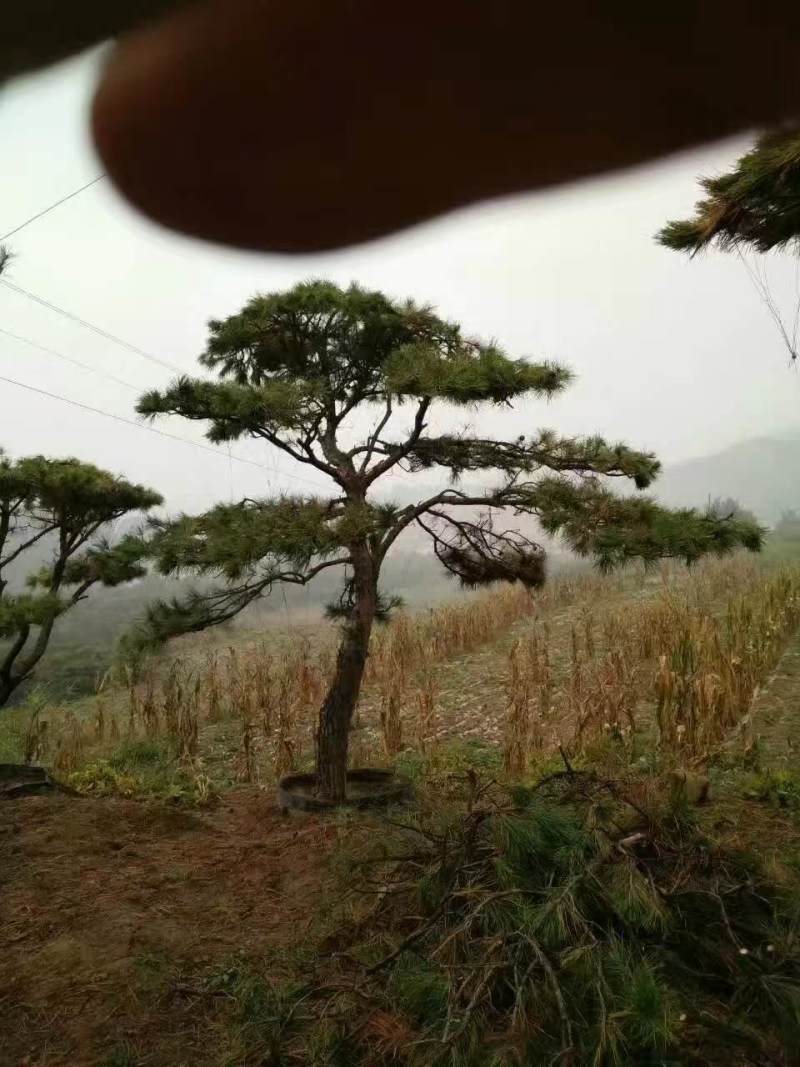 造型松山东苗圃直发规格种类齐全保质保量