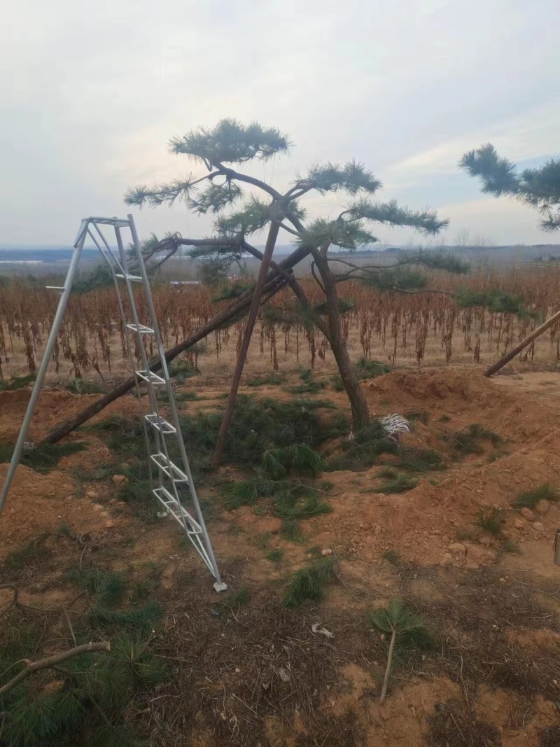 造型松山东苗圃直发规格种类齐全保质保量