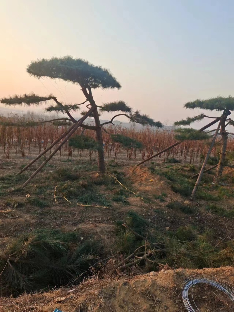 造型松山东苗圃直发规格种类齐全保质保量