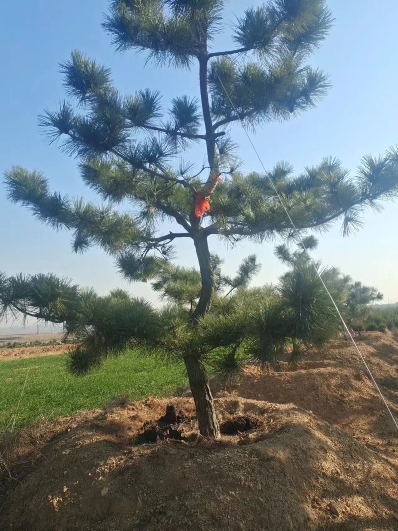 造型松山东苗圃直发规格种类齐全保质保量