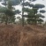 造型松山东苗圃直发规格种类齐全保质保量