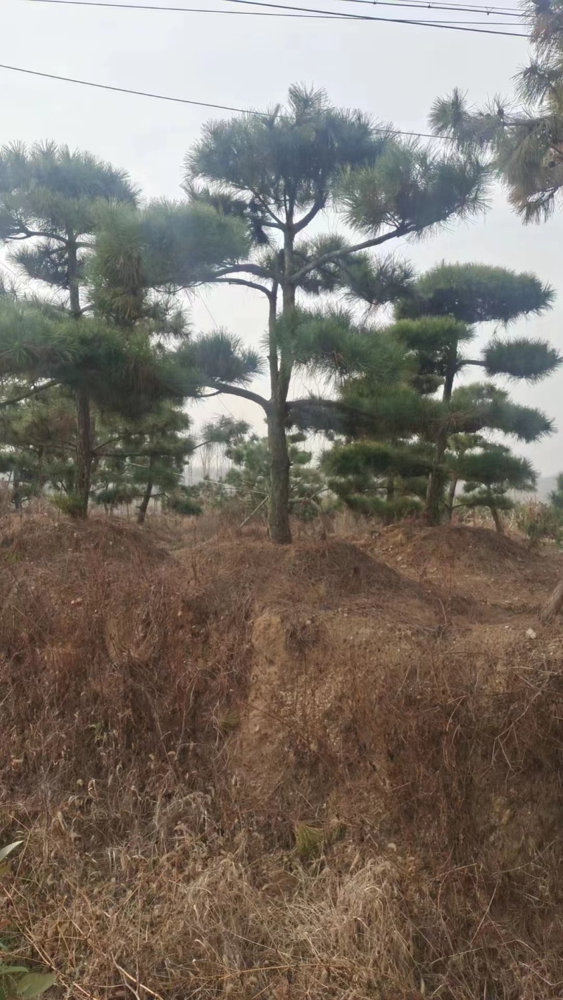 造型松山东苗圃直发规格种类齐全保质保量