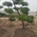 造型松山东苗圃直发规格种类齐全保质保量