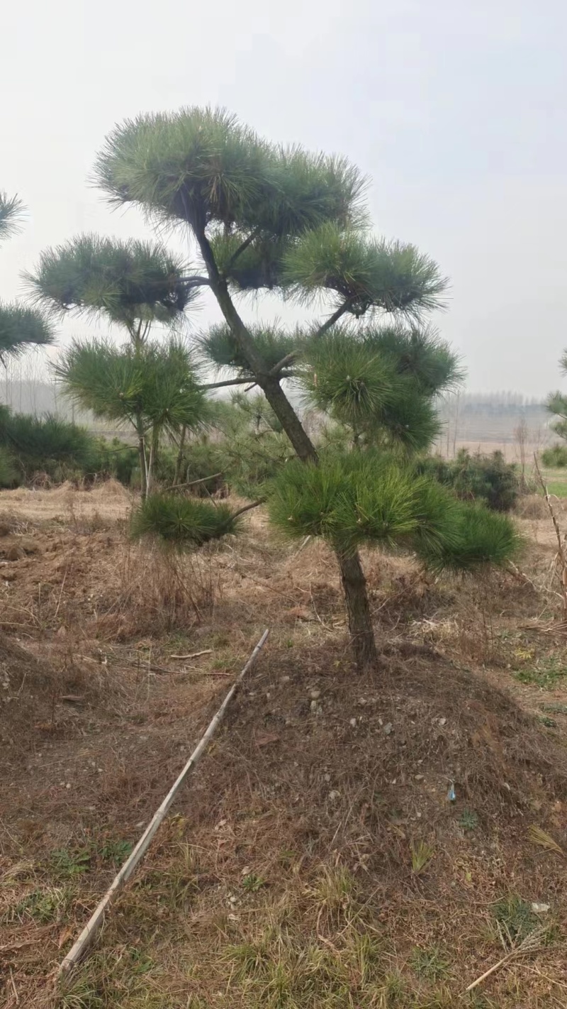 造型松山东苗圃直发规格种类齐全保质保量