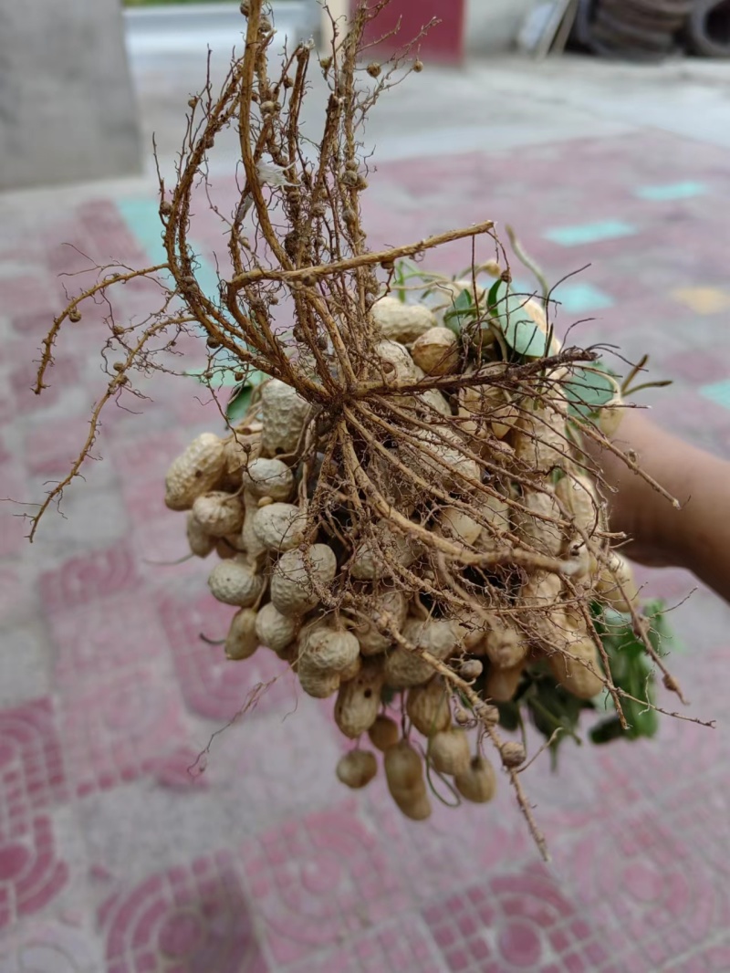 新疆花生大白沙（罗汉）鲜花生果现在现发可视频看货欢迎电联