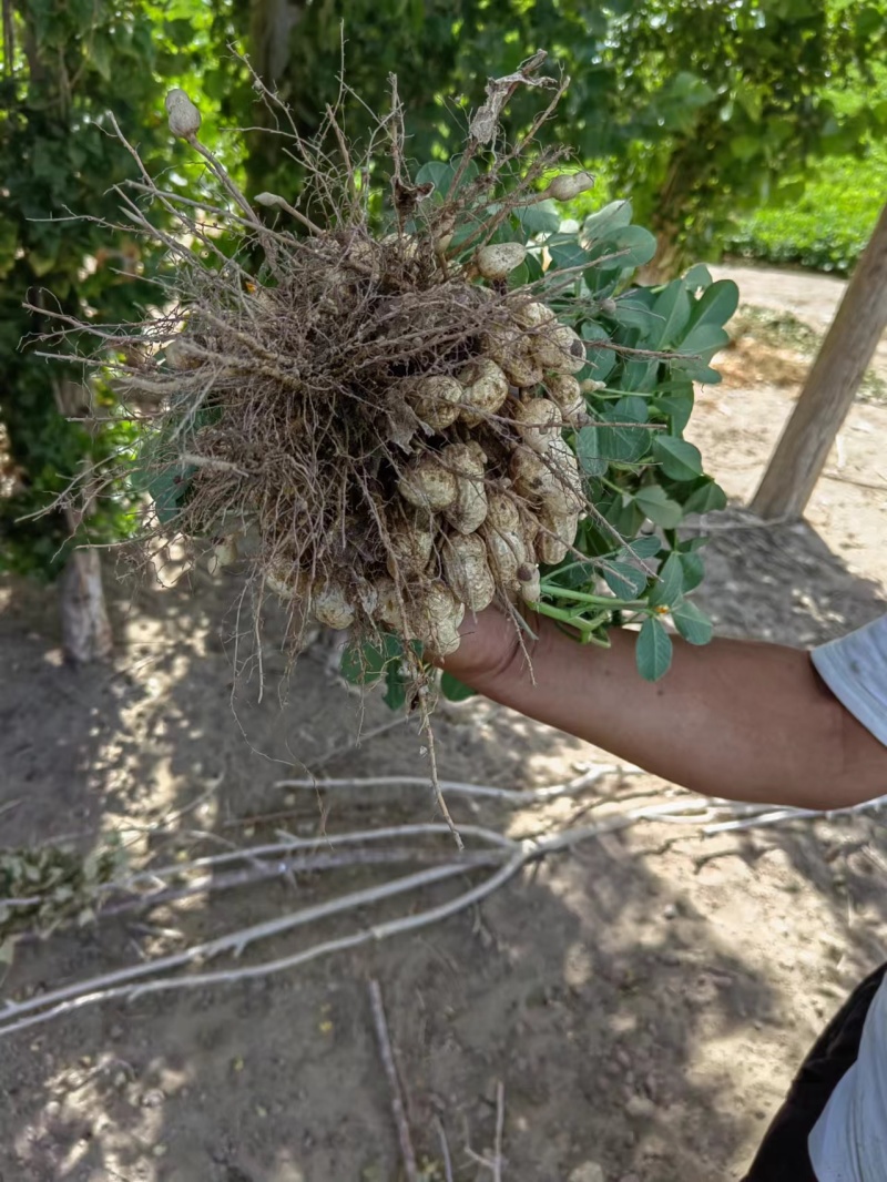 新疆花生大白沙（罗汉）鲜花生果现在现发可视频看货欢迎电联