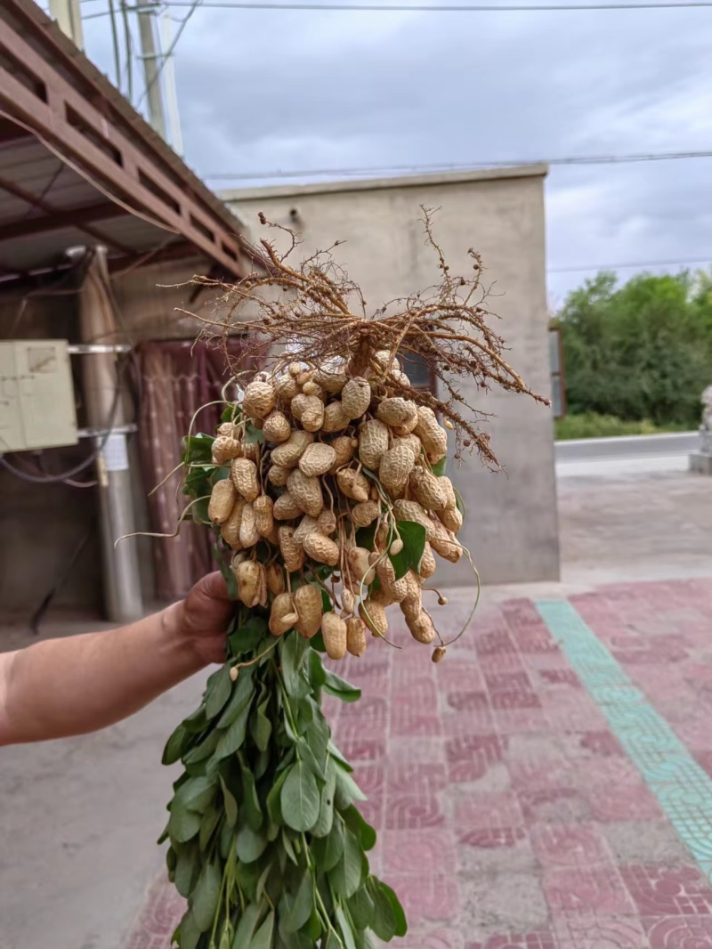 新疆花生大白沙（罗汉）鲜花生果现在现发可视频看货欢迎电联