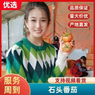 石头番茄山东石头番茄弧三起步货源充足产地代收