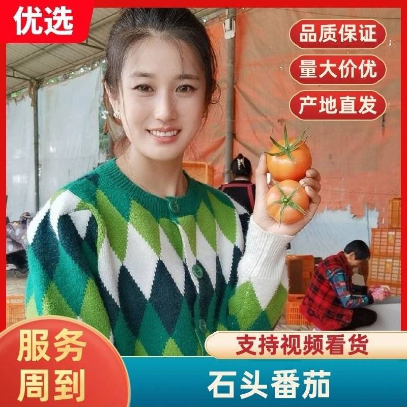 石头番茄山东石头番茄弧三起步货源充足产地代收