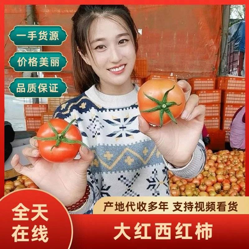 西红柿大红西红柿食堂货电商赶集零卖货源充足
