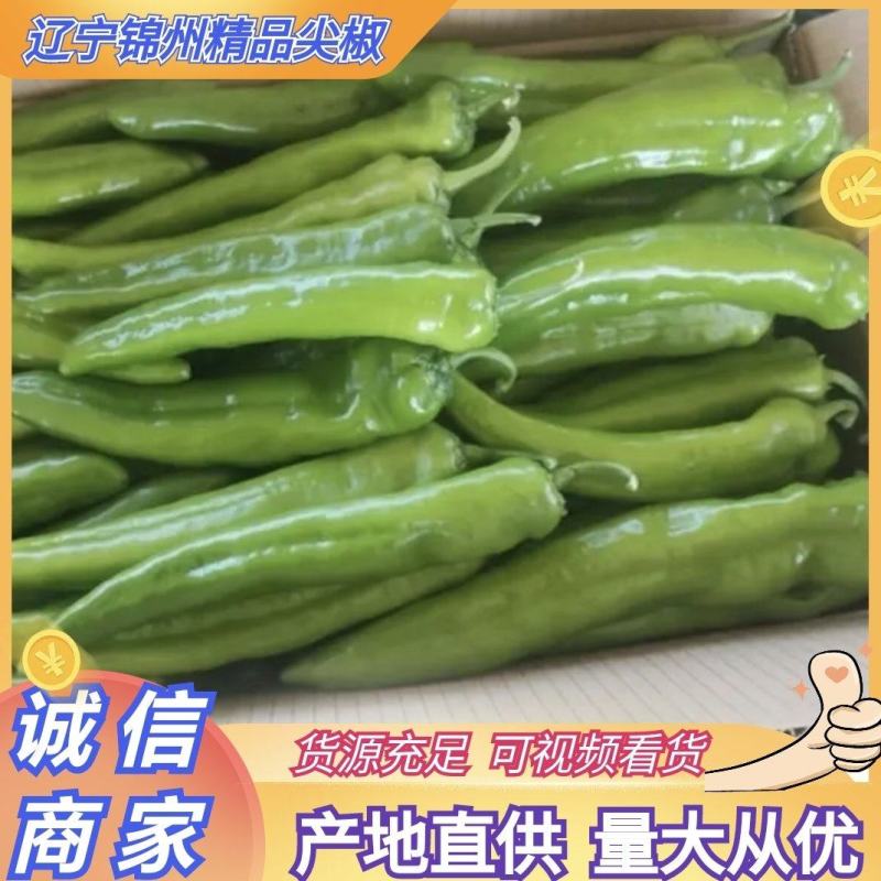 【热卖】辽宁精品尖椒青皮牛角椒大量上市中基地直供电商货源充足
