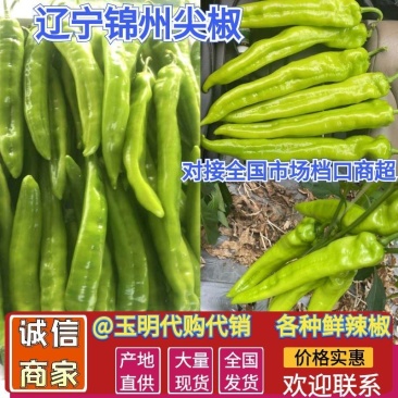 【辣椒】辽宁精品鲜辣椒尖椒产地直供保质保量欢迎选购