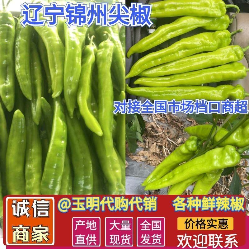 【辣椒】辽宁精品鲜辣椒尖椒产地直供保质保量欢迎选购