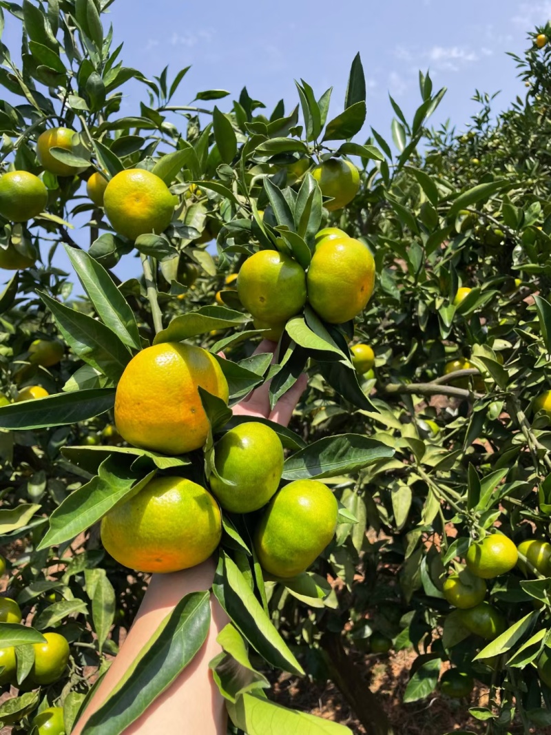 《优选》湖北蜜橘，早熟蜜橘大量上市，皮薄多汁，无核无渣。