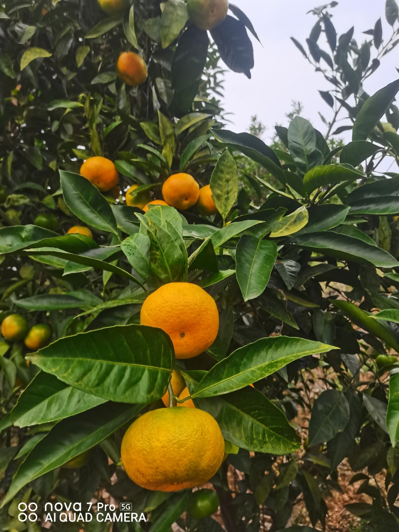 《优选》湖北蜜橘，早熟蜜橘大量上市，皮薄多汁，无核无渣。