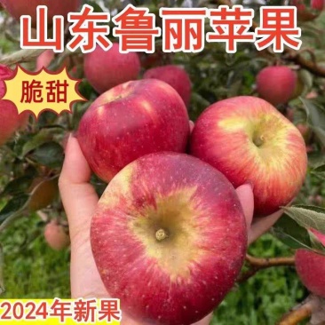《苹果》早熟苹果/山东苹果/红嘎啦苹果/一手货源