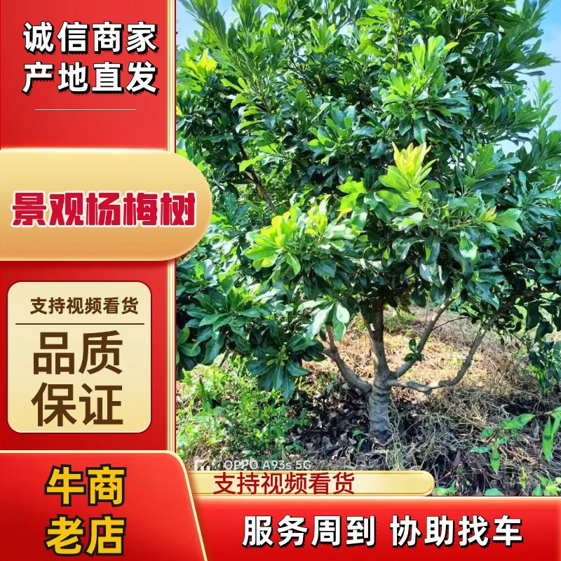 湖南郴州优选景观杨梅树多年老店回头客多诚信经营