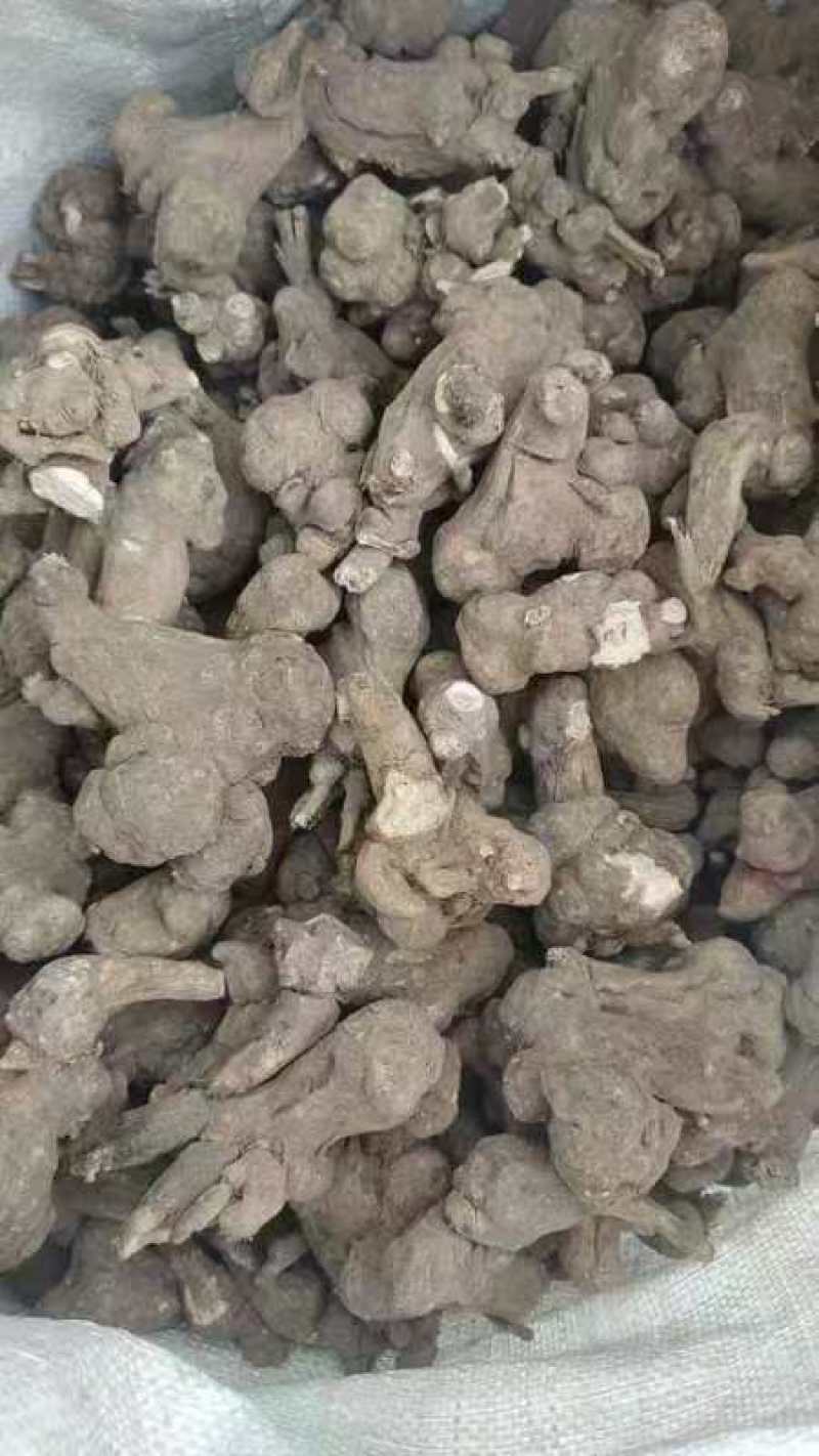 白术26年新产二年生有可来人或线上交易可发物流快递收到货