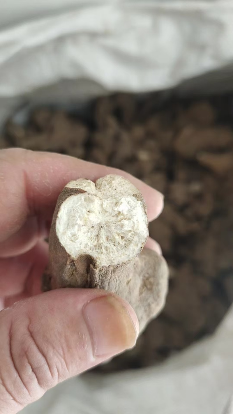 白术26年新产二年生有可来人或线上交易可发物流快递收到货