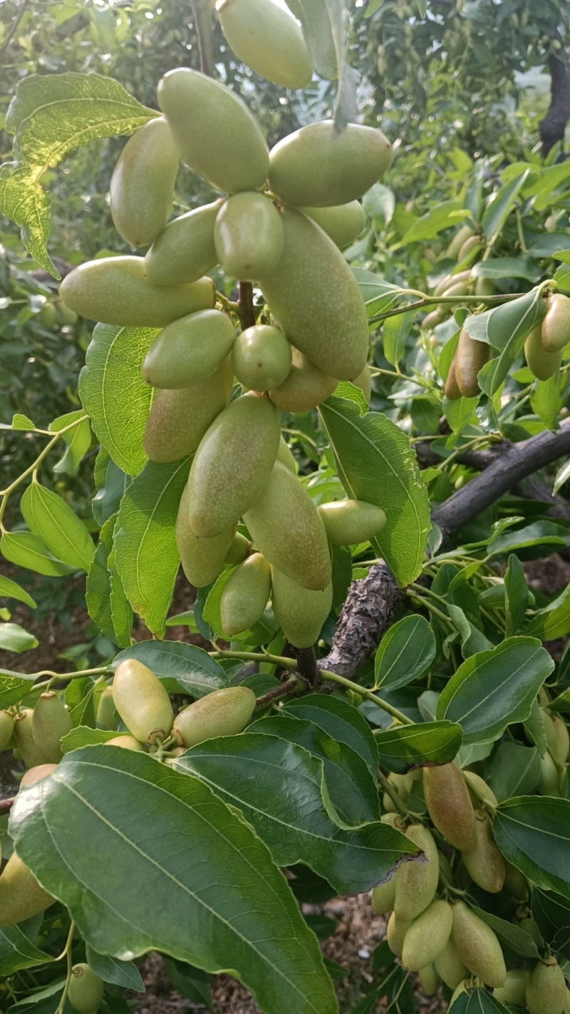 马牙枣