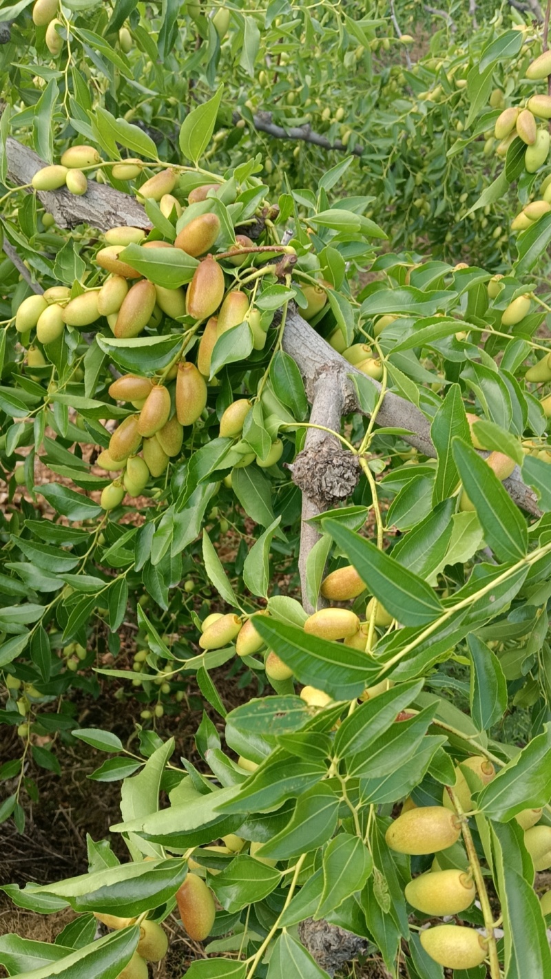 马牙枣