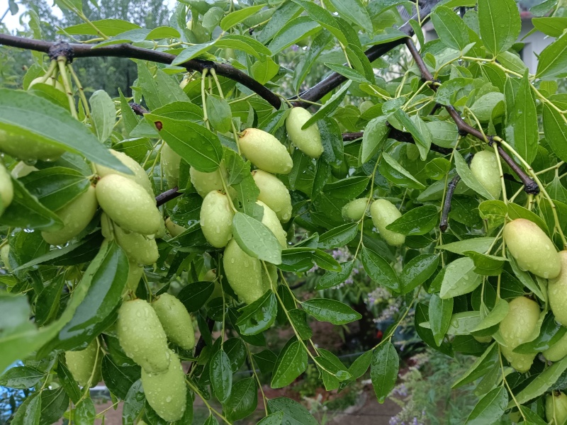 马牙枣