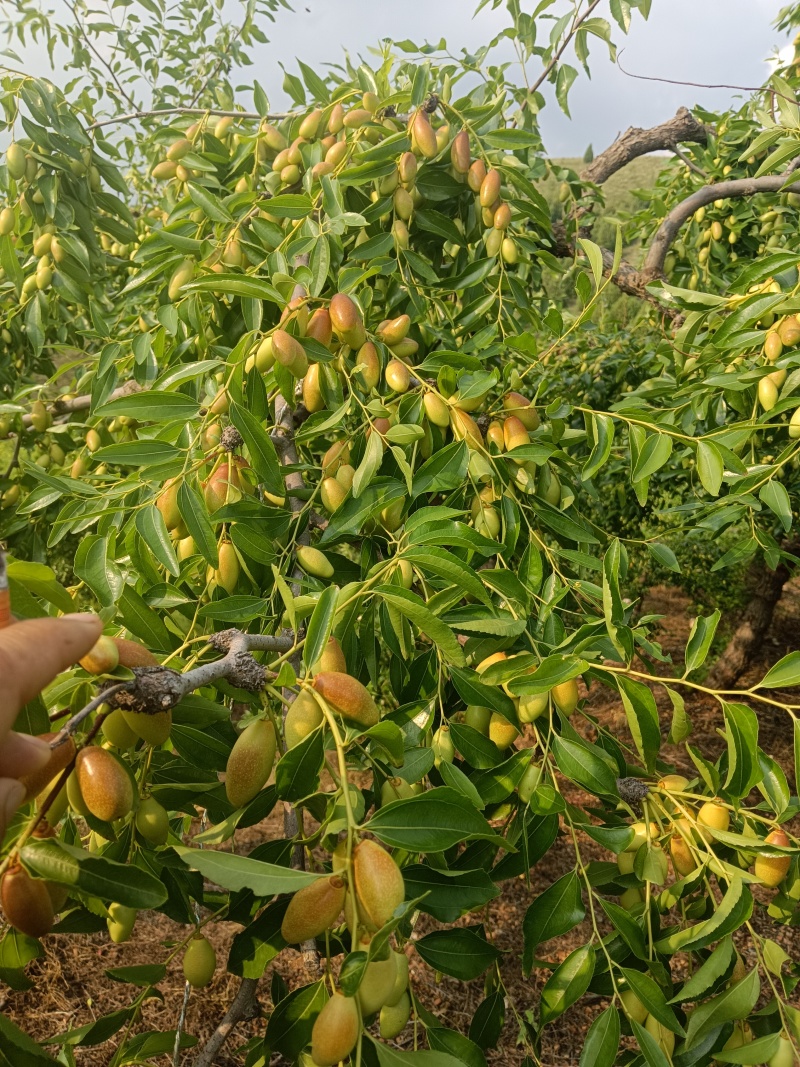 马牙枣