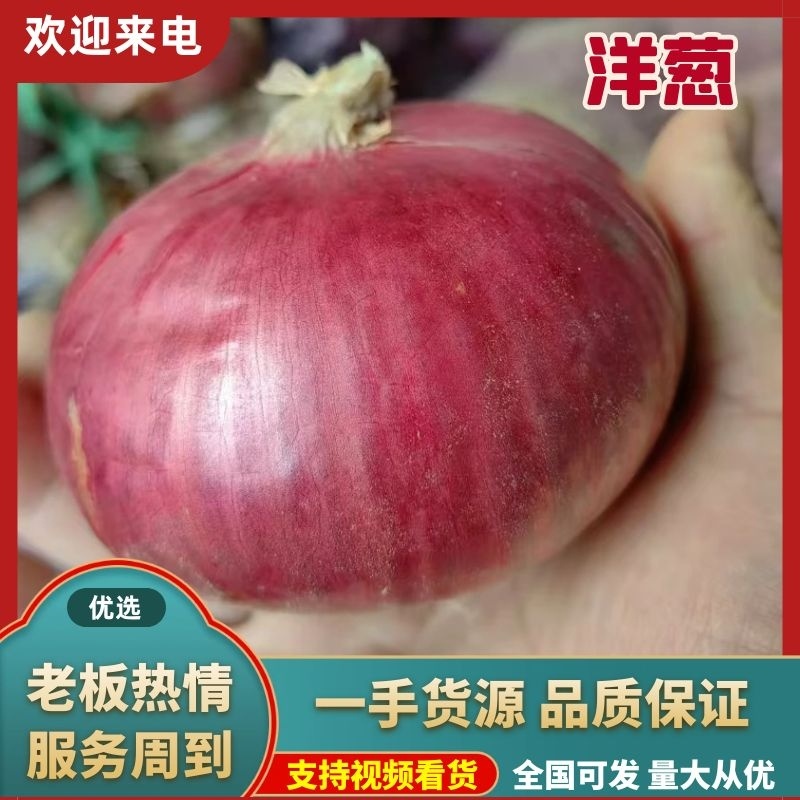70以上二红圆葱大量有货，敬请新老客户下单。