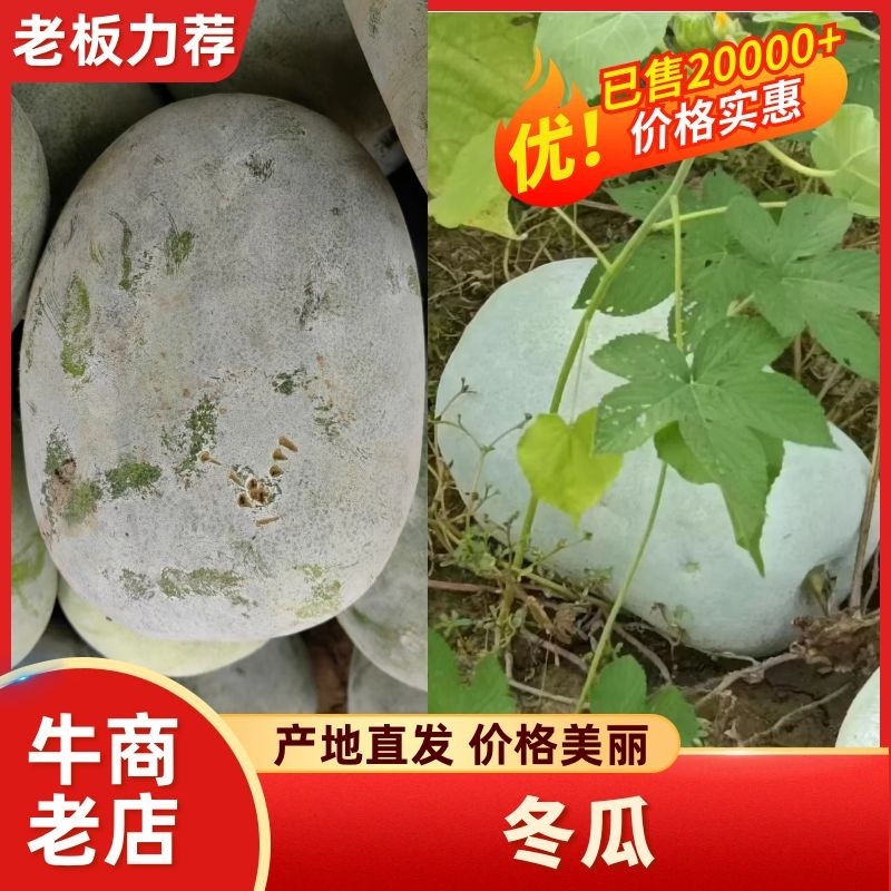 33冬瓜大量有货，敬请新老客户下单，价格可谈