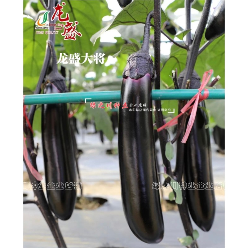 龙盛大将棒茄种子粗棒油亮长茄种子早熟紫萼黑又亮烧烤茄种子