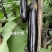 龙盛大将棒茄种子粗棒油亮长茄种子早熟紫萼黑又亮烧烤茄种子
