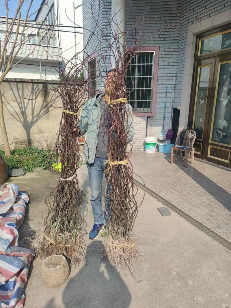 枫树苗