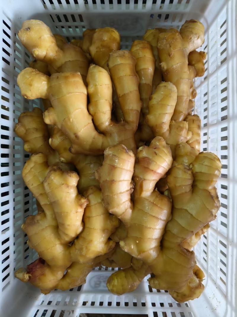 《生姜出口加工》精品生姜大黄姜水洗姜沙土姜风干姜市场货批