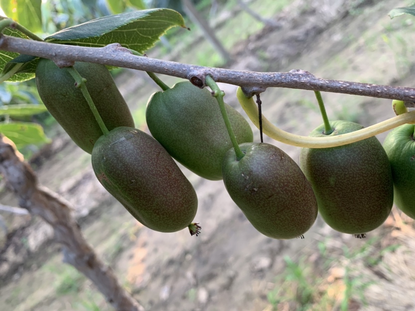 成熟软枣猕猴桃果实特写对比图