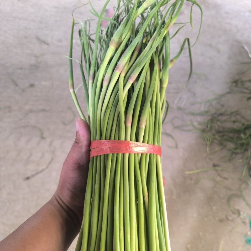 【红帽蒜薹】山东济宁蒜薹冷库蒜苔产地直发货源充足支持代发