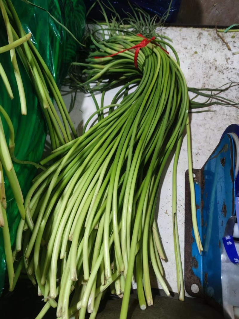 【红帽蒜薹】山东济宁蒜薹冷库蒜苔产地直发货源充足支持代发