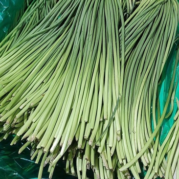 【红帽蒜薹】山东济宁蒜薹冷库蒜苔产地直发货源充足支持代发