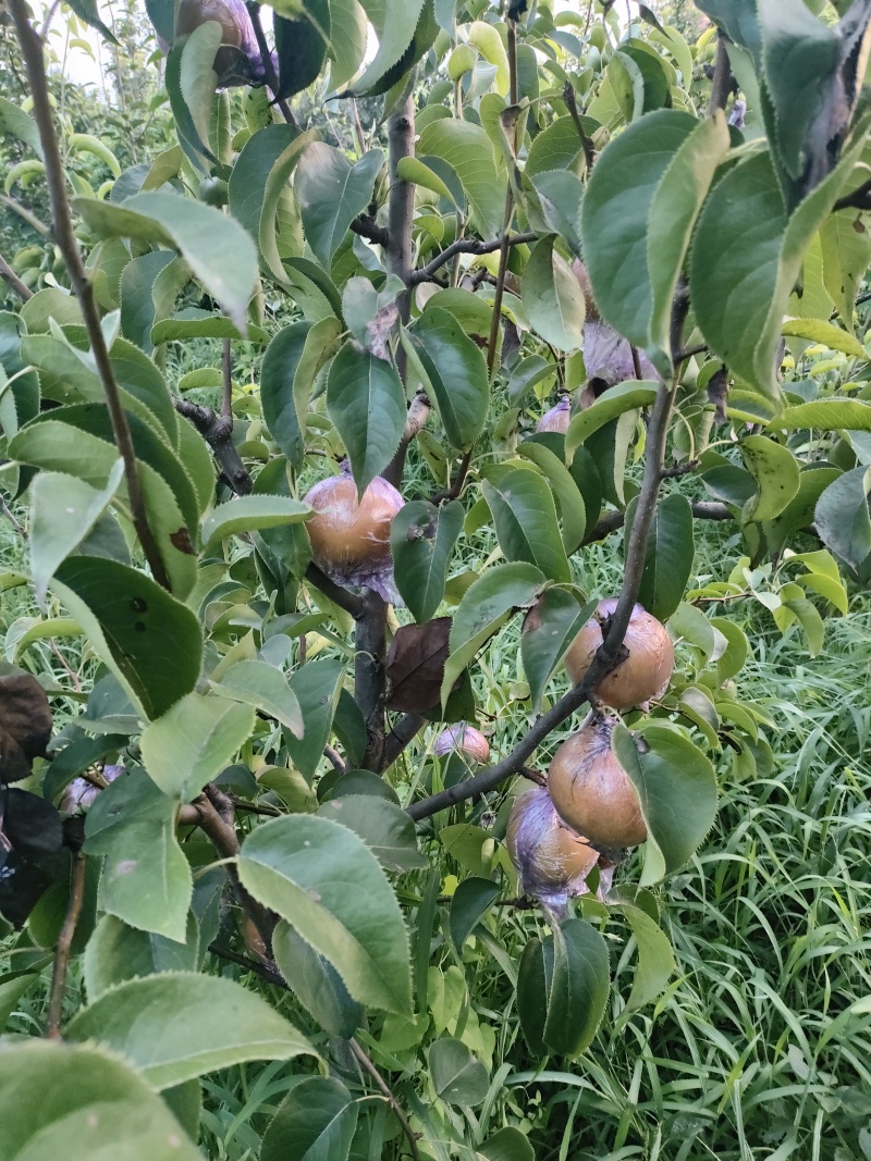 圆黄梨、秋月梨