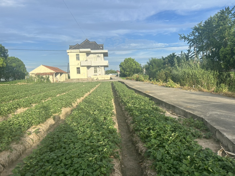 图示:云南昆明寻甸县2100米海拔草莓基地,红颜草莓种植于缓坡梯田,银黑双色地膜全覆盖,滴灌系统精准布设,背景可见云海与远山,体现高原洁净空气、强光照与大温差生态优势 西南高原红颜草莓生态种植基地航拍图
