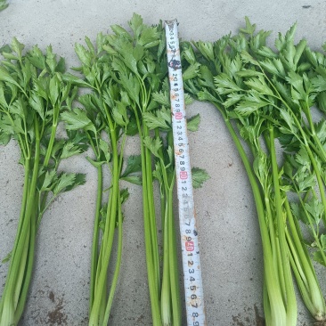 山东禹城香芹，毛芹菜，产地直发价格合理，质量保证