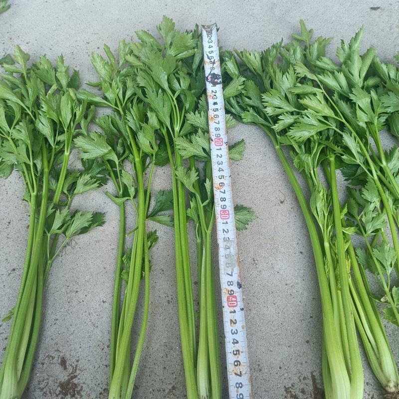 山东禹城香芹，毛芹菜，产地直发价格合理，质量保证