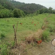 湖北孝感大悟本地土鸡