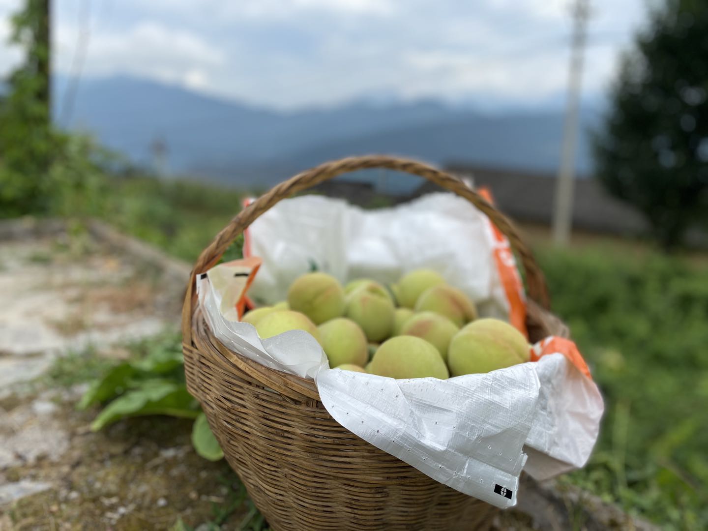 一篮新鲜采摘的脆桃