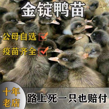 毕节金锭鸭苗包防疫包运输包成活率货到满意付款诚信服务