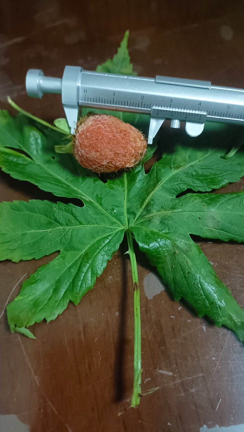 五叶七叶覆盆子当年苗，两年苗