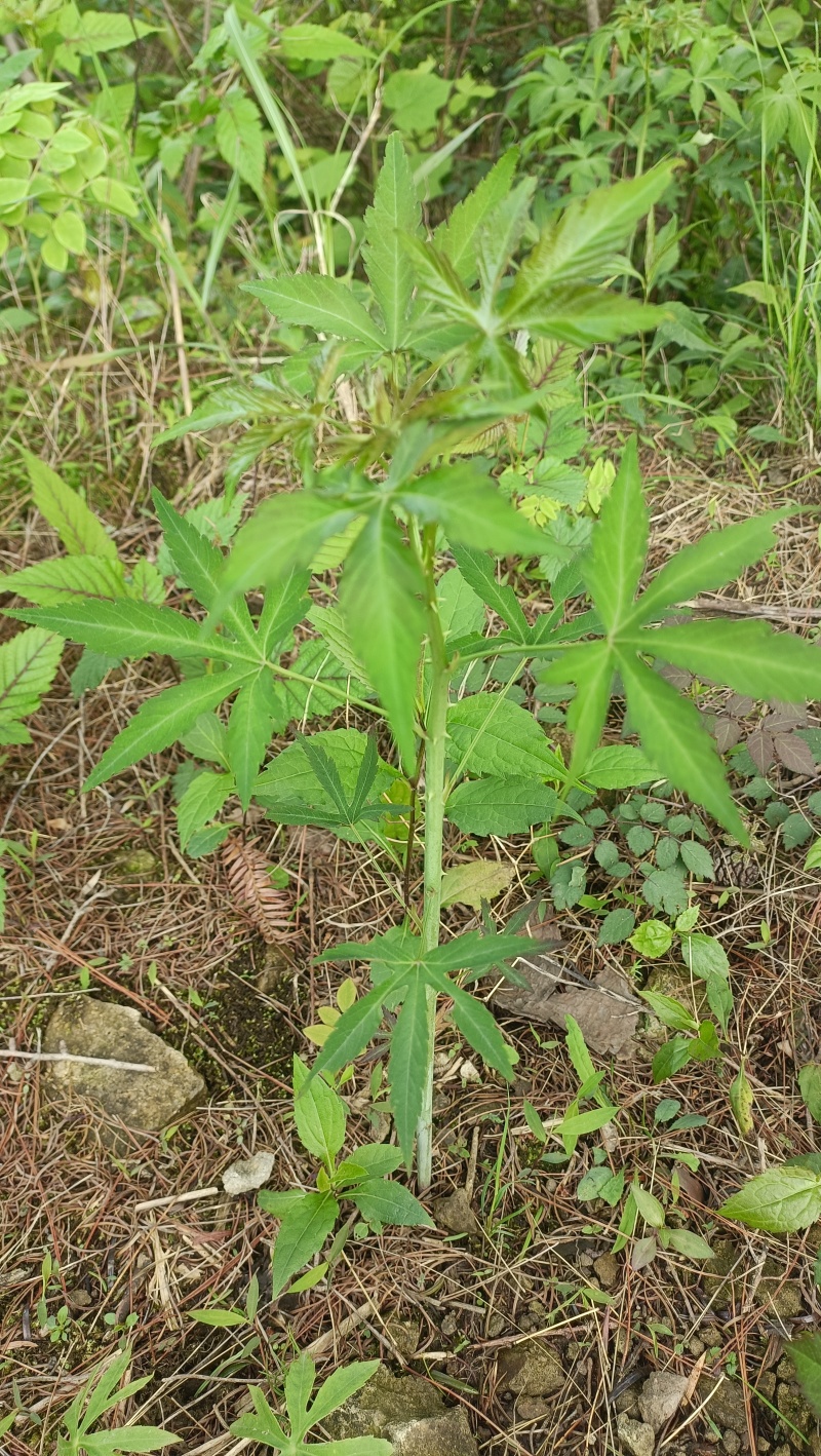 五叶七叶覆盆子当年苗，两年苗