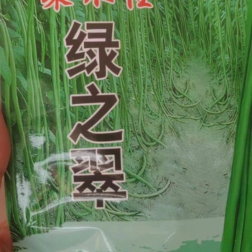 豆角种子架不住绿之翠早熟荚长90cm以上粗0.8厘米