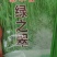 豆角种子架不住绿之翠早熟荚长90cm以上粗0.8厘米